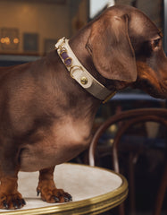 Soul Dog Collar Cream