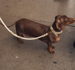 Soul Dog Handsfree Lead Cream