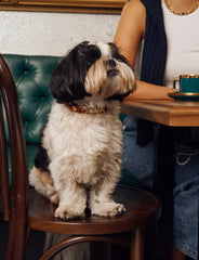 Soul Dog Collar Chestnut