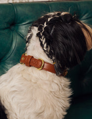 Soul Dog Collar Chestnut