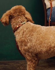 Soul Dog Collar Chestnut