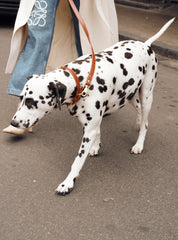 Soul Dog Handsfree Lead Chestnut