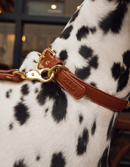 Soul Dog Collar Chestnut