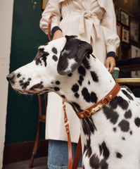 Soul Dog Collar Chestnut