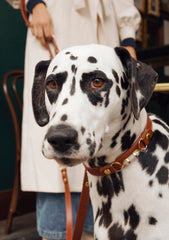 Soul Dog Collar Chestnut