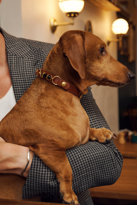 The Healing Power of Crystals for Pets: Myth or Magic?
