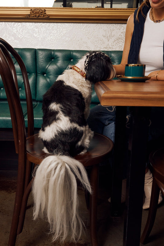 Mirror Energy: How Your Crystal Jewellery Shapes Your Dog’s Emotional State