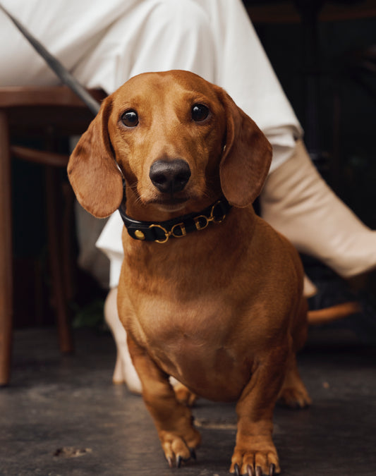 Soul Dog Collar Black