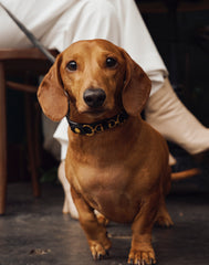 Soul Dog Collar Black