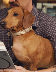Soul Dog Collar Cream