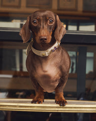 Soul Dog Collar Cream